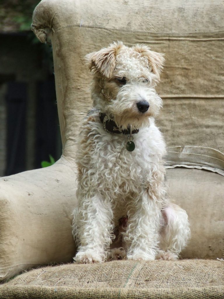 Hirtenhunde Bilder Kostenlos Herunterladen