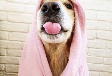 Bild von Hund A bilder fürs handy