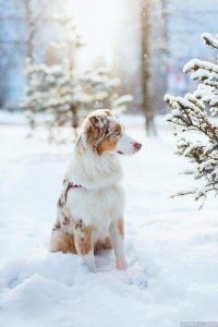 Hund Abzugeben 200x300 - Alle Hunderassen Bilder Für Facebook