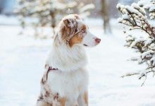 Bild von Hund Abzugeben bilder fürs handy