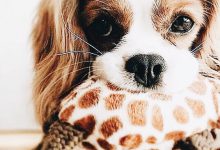 Bild von Hund Beschreibung bilder fürs handy