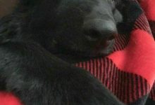 Bild von Hund Braun bilder fürs handy