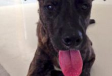 Bild von Hund Braun Schwarz bilder fürs handy