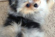 Bild von Hund Braun Weiß bilder fürs handy