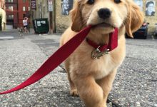 Bild von Hund Einschläfern bilder fürs handy