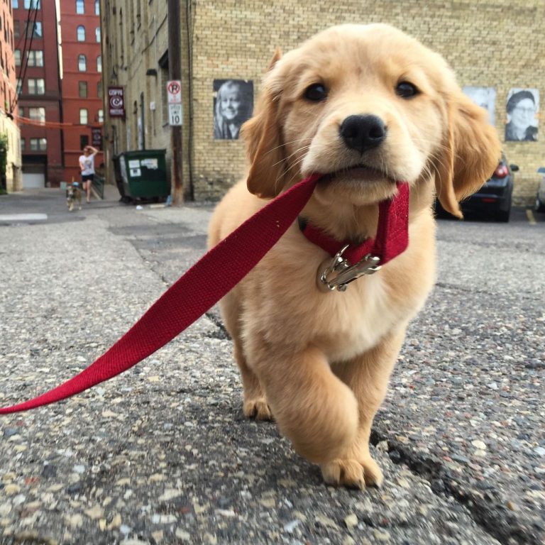 Hund Einschläfern