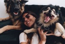 Bild von Hund Elo bilder fürs handy