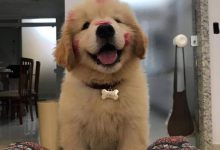 Bild von Hund Entlaufen bilder fürs handy