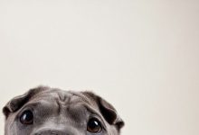 Bild von Hund Fieber bilder fürs handy