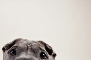 Hund Fieber 300x200 - Niedliche Hunde Bilder Kostenlos Herunterladen