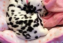 Bild von Hund Grafik bilder fürs handy