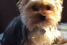Bild von Hund Grau Kurzhaar bilder fürs handy