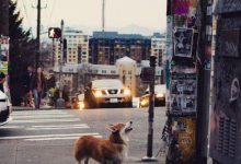 Bild von Hund Groß Braun bilder fürs handy