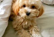 Bild von Hund Groß Langhaar bilder fürs handy