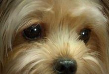 Bild von Hund Groß Schwarz bilder fürs handy