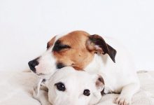 Bild von Hund Groß Schwarz Langhaar bilder fürs handy