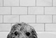 Bild von Hund Groß Schwarz Weiß bilder fürs handy