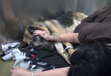 Bild von Hund Groß Weiß bilder fürs handy