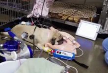 Bild von Hund Haart bilder fürs handy