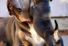 Bild von Hund Hellbraun Kurzhaar bilder fürs handy