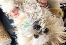 Bild von Hund Hund bilder fürs handy