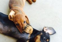 Bild von Hund Katze bilder fürs handy