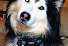 Bild von Hund Kennel bilder fürs handy