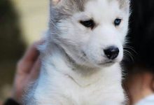 Bild von Hund Klein Braun bilder fürs handy