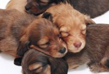 Bild von Hund Klein Kurzhaar bilder fürs handy