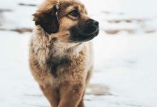 Bild von Hund Klein Schwarz bilder fürs handy