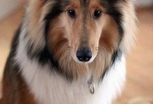 Bild von Hund Kosten bilder fürs handy