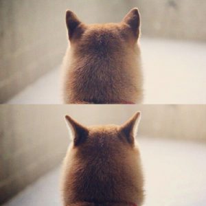 Hund Labrador Bilder Für Whatsapp 300x300 - Hunderassen Katalog