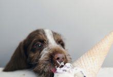 Bild von Hund Labrador Bilder Für Facebook bilder fürs handy