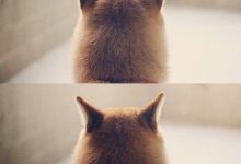 Bild von Hund Labrador Bilder Für Whatsapp bilder fürs handy