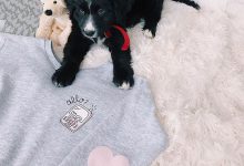 Bild von Hund Labrador Bilder Kostenlos bilder fürs handy