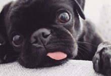 Bild von Hund Langhaar bilder fürs handy