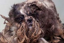 Bild von Hund Läufig bilder fürs handy