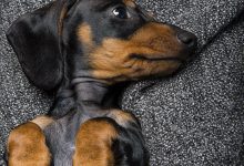 Bild von Hund M bilder fürs handy