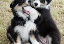 Bild von Hund Mit N bilder fürs handy