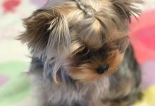 Bild von Hund Mit Schlappohren Rasse bilder fürs handy
