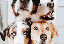 Bild von Hund Rasse bilder fürs handy