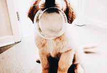 Bild von Hund Schwarz bilder fürs handy
