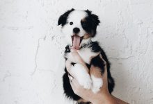 Bild von Hund Schwarz Groß bilder fürs handy