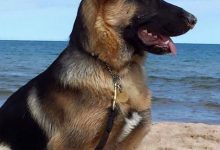 Bild von Hund Schwarz Kurzhaar bilder fürs handy