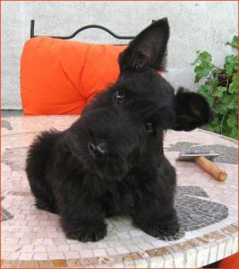 Hund Schwarz Weiß Braun 267x300 - Hunde Bilder Witzig Für Whatsapp