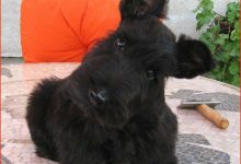 Bild von Hund Schwarz Weiß Braun bilder fürs handy