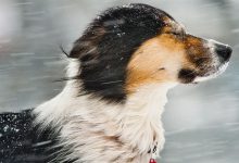 Bild von Hund Setter Bilder fürs handy
