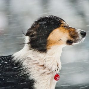 Hund Setter Bilder 300x300 - Hund Braun Weiß