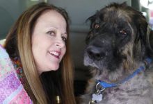 Bild von Hund Setter Bilder Kostenlos Herunterladen bilder fürs handy