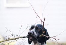 Bild von Hund Terrier Rassen bilder fürs handy